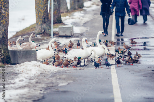 Swans and ducks in winter on road, people passing by