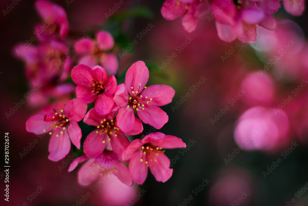 Obraz premium pink flowers on a background