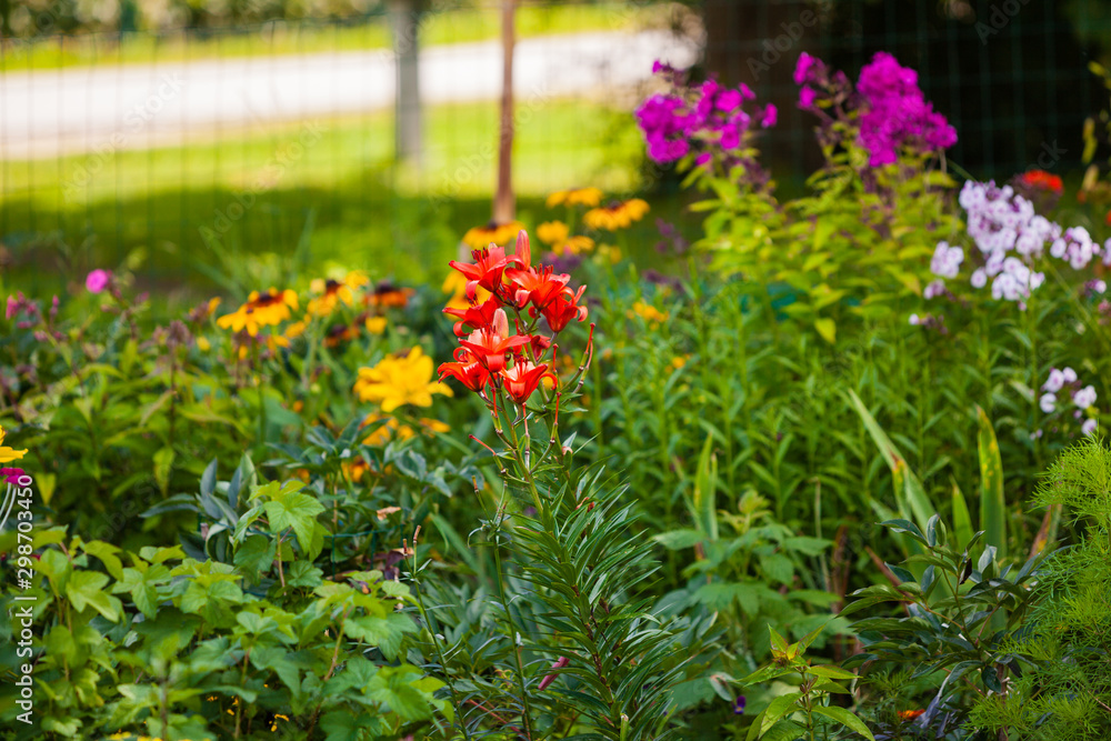 Obraz premium colorful flowers in the garden
