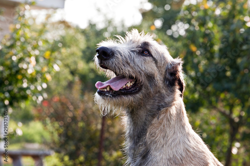 Dog breed  irish wolfhound smiling portrait on nature