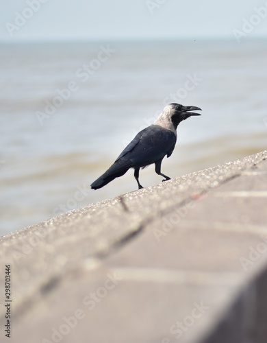crow on a rock beside water body