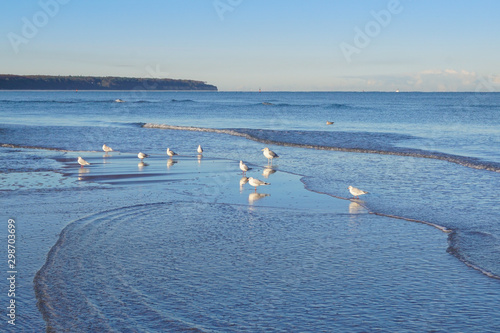 Fototapeta Naklejka Na Ścianę i Meble -  Seagulls sitting near the beach of Warnemünde at the Baltic sea