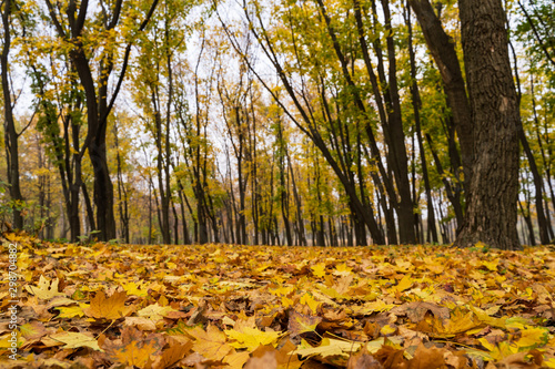 autumn park strewn with yellow autumn leaves