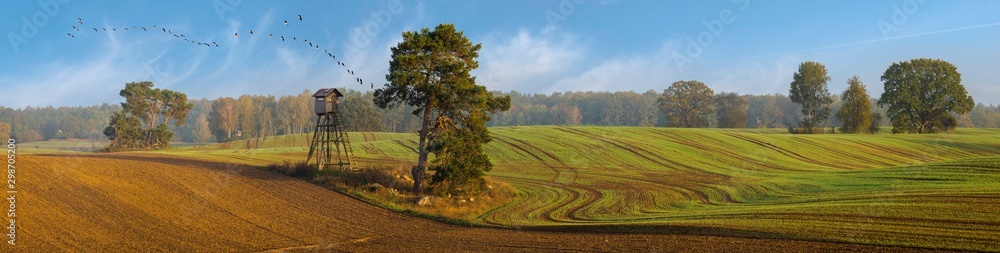 panorama of the autumn field. Trees in the field near the forest, the key of geese flying against the blue sky - obrazy, fototapety, plakaty 