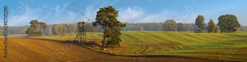panorama of the autumn field. Trees in the field near the forest, the key of geese flying against the blue sky