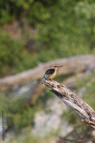 Martin-chasseur du Sénégal photo