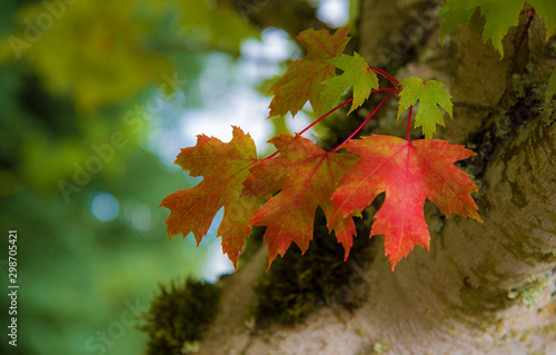 red maple leaves in autumn