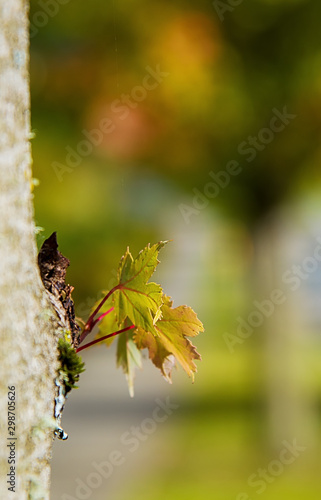 leaves on tree