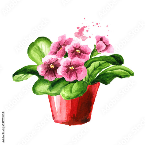 Pink flowers in the flower pot. Indoor, home, house plant. Watercolor hand drawn illustration isolated on white background