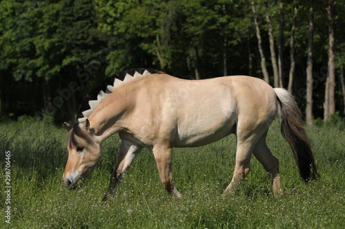 Obraz na plátně Norweger mit Drachenmähne auf der Weide