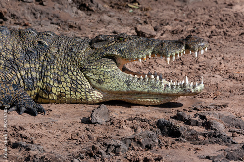 Nile Crocodile - Chobe River - Botswana