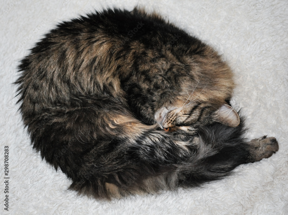 Obraz premium sleeping cat