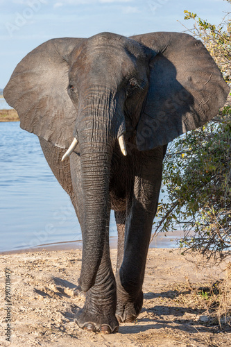 African Elephant - Loxodonta africana - Botswana