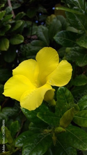 yellow and flowers