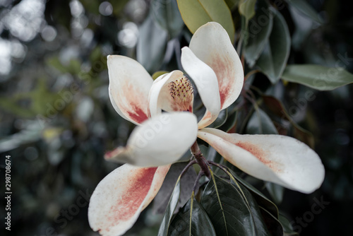 Magnolia Blossom