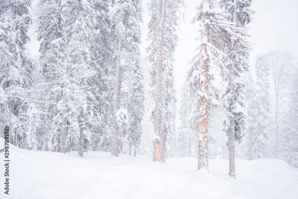 Fototapeta premium Forest after a heavy snowfall. Winter landscape.