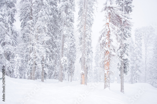 Forest after a heavy snowfall. Winter landscape. © Alexey Oblov