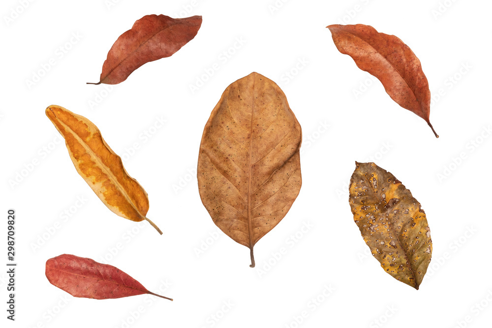 Dry leaf in isolated with clipping path,Brown color leaves set in autumn Dry leaf in isolated with clipping path,Brown color leaves set in autumn