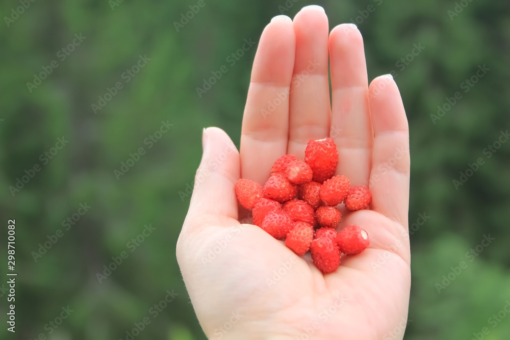 Wild strawberry in the hand Wild strawberry in the hand