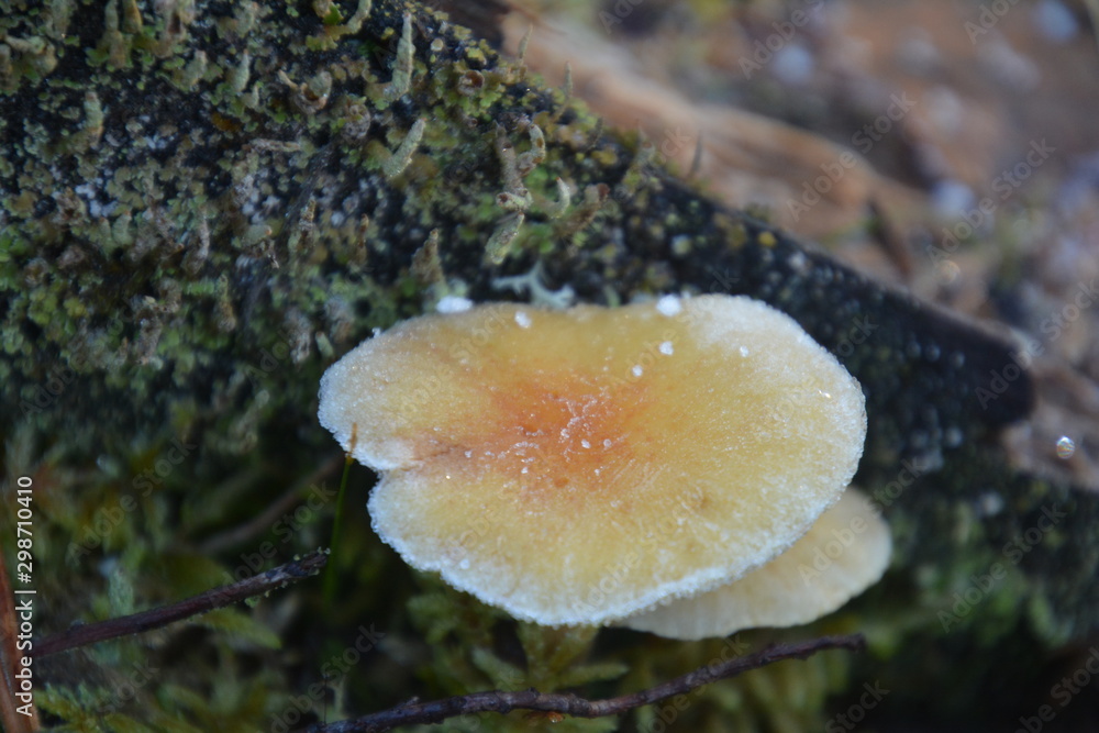 Fototapeta premium mushroom in forest
