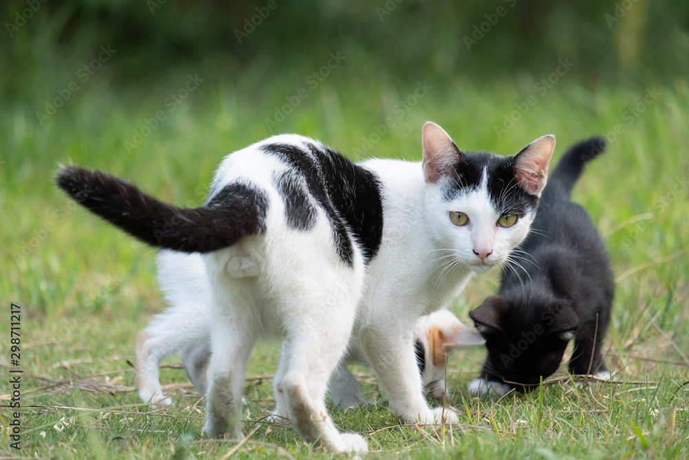 The cat is looking at something, copy space The cat is looking at something, copy space