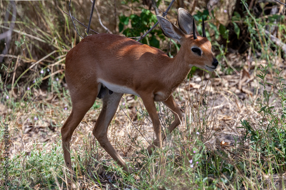 Kirk's dik-dik - Etosha National Park - Namibia Kirk's dik-dik - Etosha National Park - Namibia