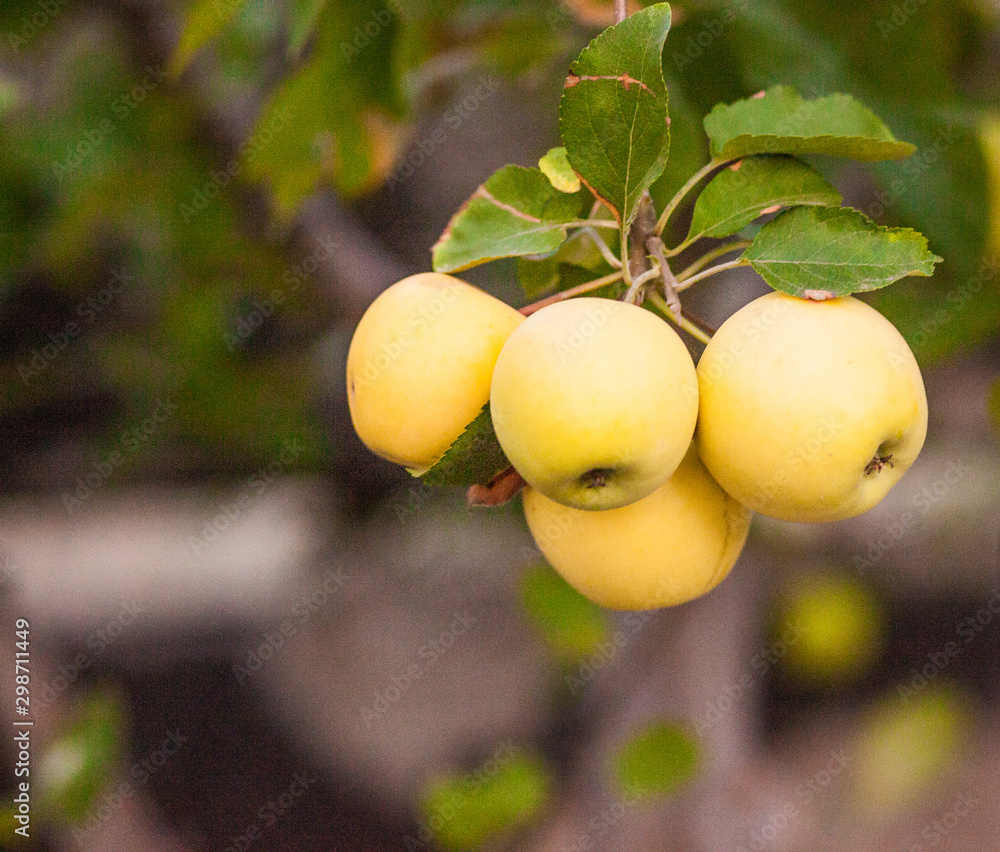 apples on tree apples on tree