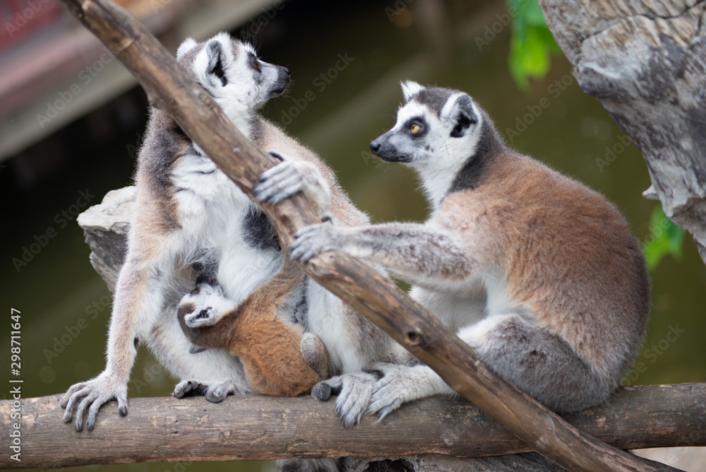 Fototapeta premium Lemur and their baby