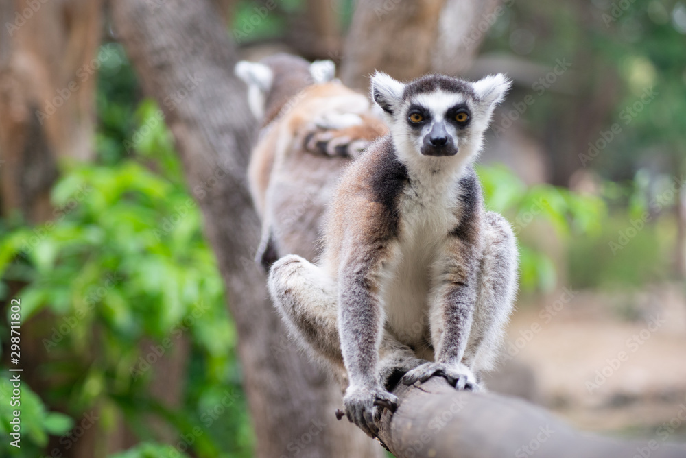 Fototapeta premium lemur and their baby