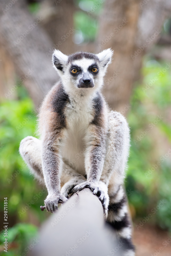 Fototapeta premium lemur and their baby