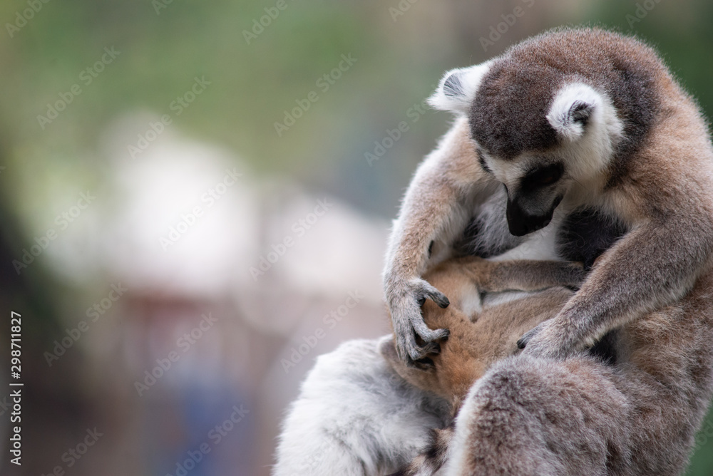 Fototapeta premium Lemur and their baby