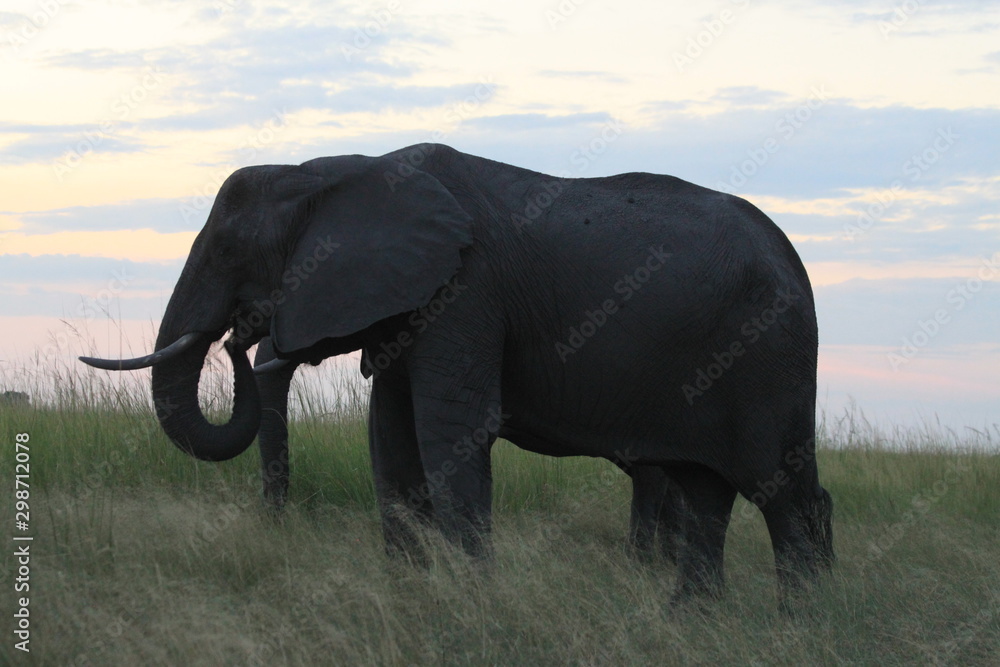 Fototapeta premium Elephants le soir