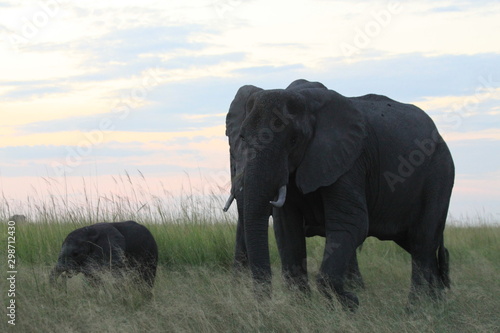 Elephants le soir
