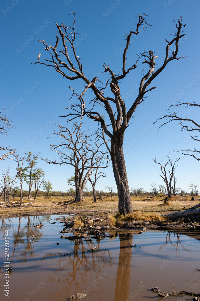 Dead trees near a waterhole - Savuti - Botswana Dead trees near a waterhole - Savuti - Botswana
