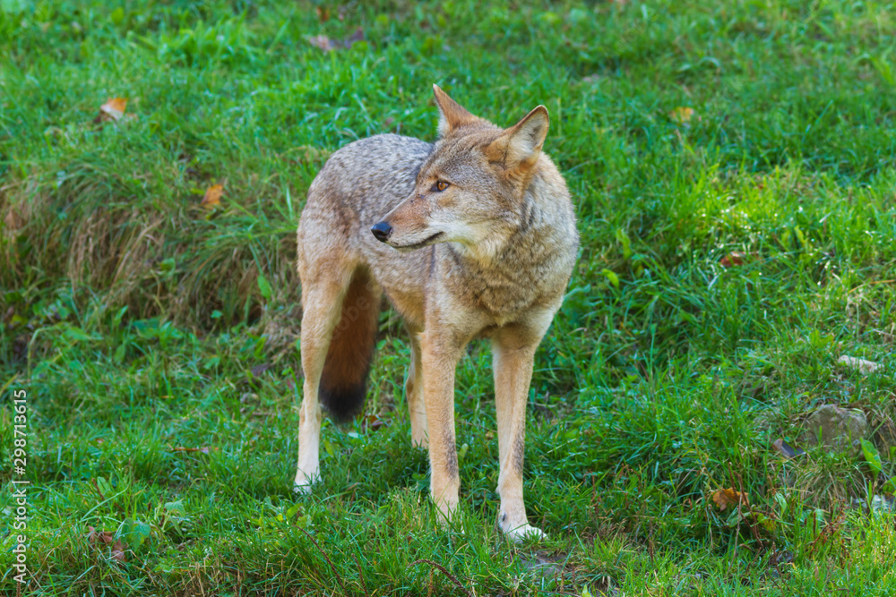 Fototapeta premium Coyote(s) in the woods