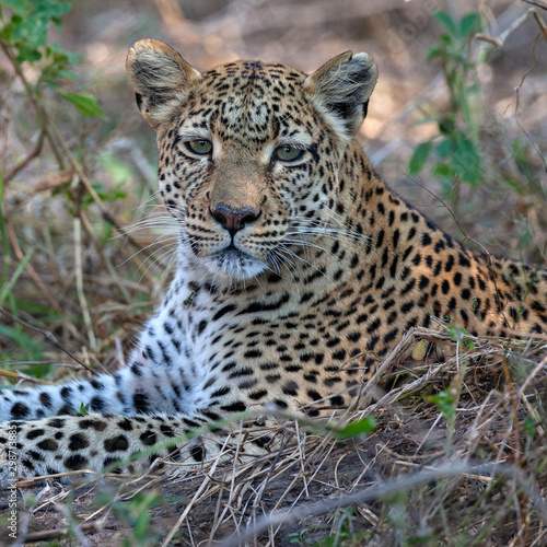 Adult female leopard - Botswana - Africa