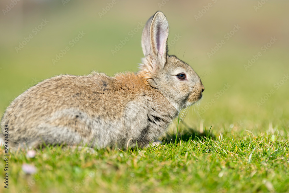 Rabbit hare while looking at you on grass Rabbit hare while looking at you on grass
