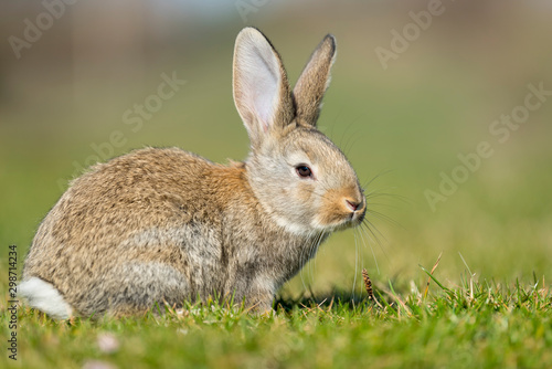 Rabbit hare while looking at you on grass