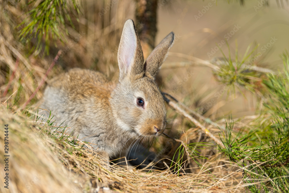 Rabbit hare while looking at you on grass Rabbit hare while looking at you on grass