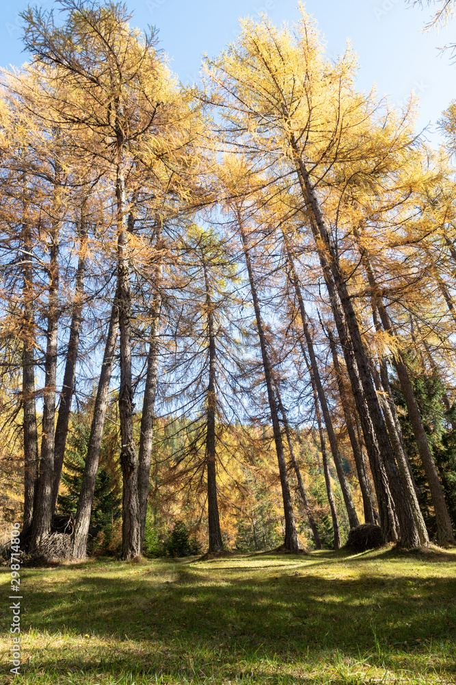 Fototapeta premium 2019_10_trekking in Tret lake, cosy lake in Trentino Alto Adige, colored of autumn season