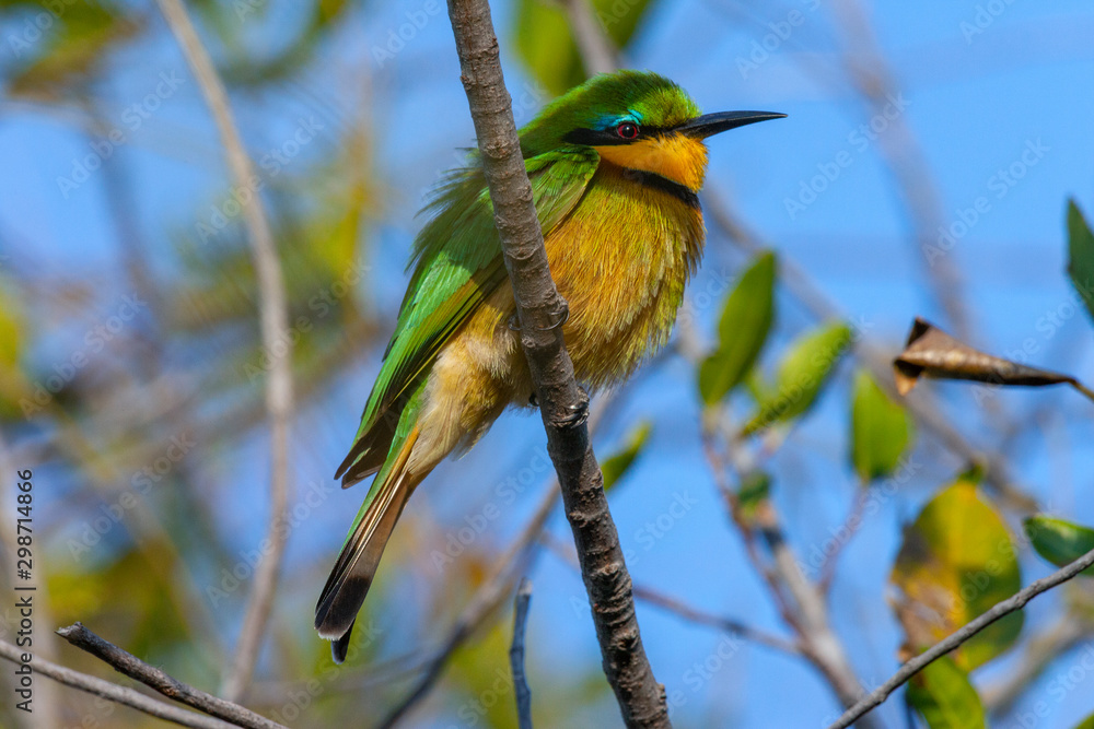 Little Bee-Eater - Okavango Delta - Botswana Little Bee-Eater - Okavango Delta - Botswana