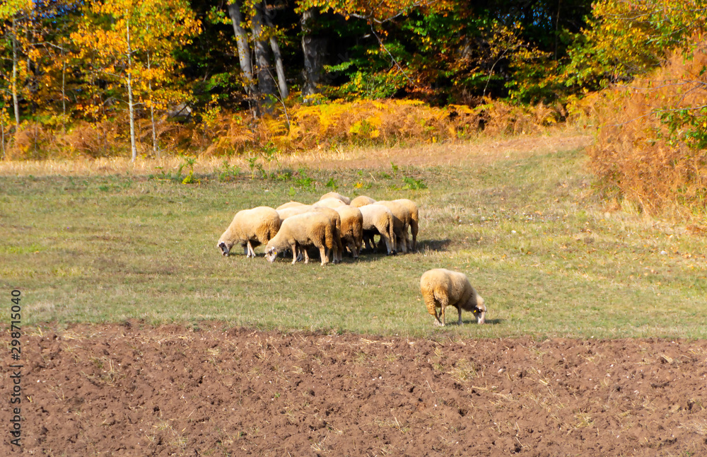 Flock of sheep Flock of sheep