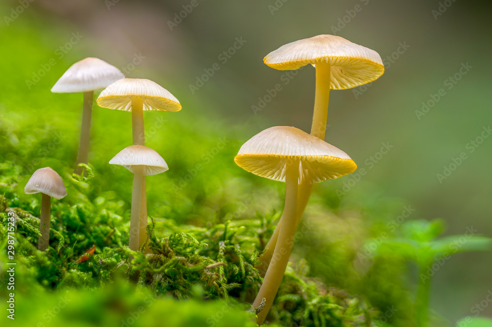 Fresh tasty mushrooms from the green forest Fresh tasty mushrooms from the green forest