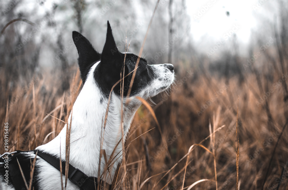 Basenji dog in the autumn field, atmospheric photo