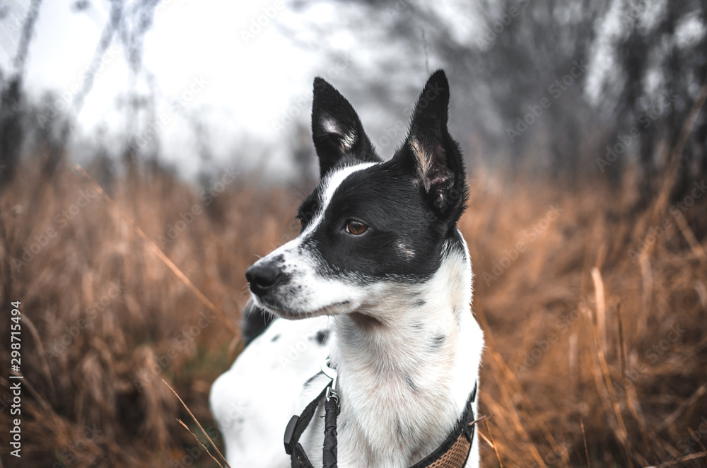 Portrait of a black and white basenji dog in a field