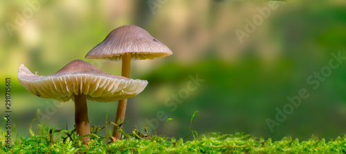 Fresh tasty mushrooms from the green forest
