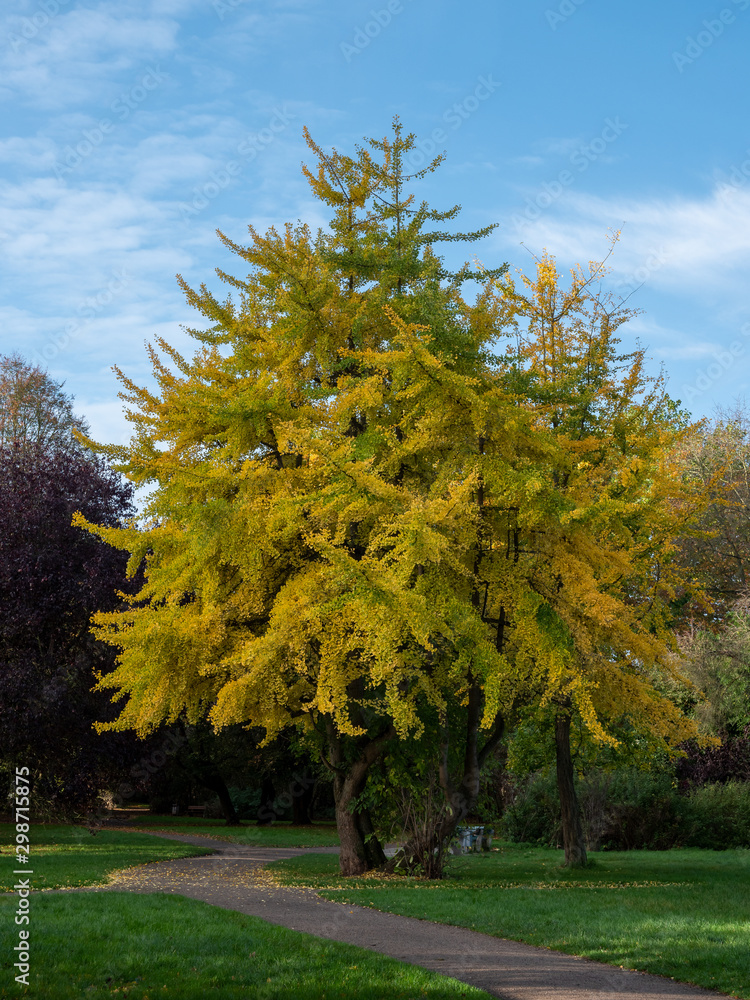 Ginkgo tree (Ginkgo biloba) in a park in autumn