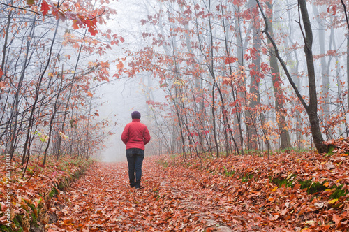 Foggy morning in the autumn forest. A woman in a red jacket walks down a forest path covered with fallen leaves