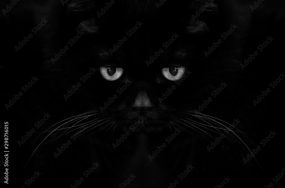 blac cat on black - devil eyes