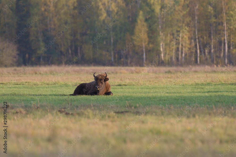 Bison Bison